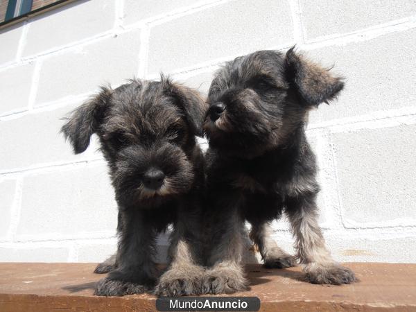 Schnauzer mini