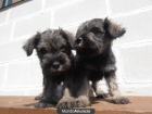 Schnauzer mini - mejor precio | unprecio.es