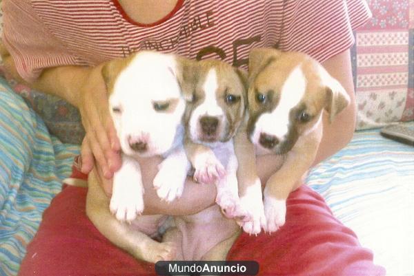 SE VENDEN CACHORROS AMERICAN STANFORD TERRIER