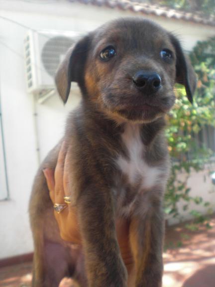 SPIRIT, cachorro tamaño mediano en un futuro