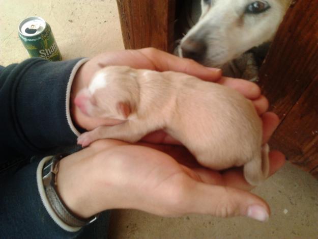 vendo cachorros de podenco