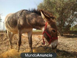 VENDO UN BURRO SUPER BARATO¡¡¡¡685998046¡¡