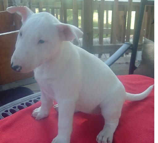 Ella es muy hermosa con grandes personalidades bull terrier