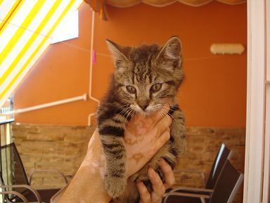 Gatito 2-3 meses abandonadito bajo un contenedor de basura