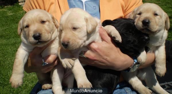 LABRADOR RETIEVER A 250 EUROS + GARANTIA