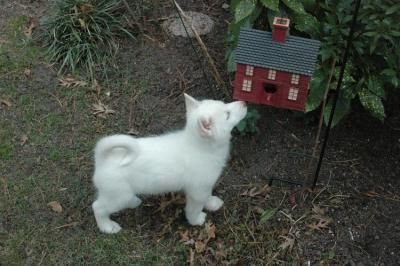 MACHOS HERMOSOS Y HEMBRAS SIBERIANO DE OJOS AZUL CACHORROS RONCOS CON PEDIGRÍ