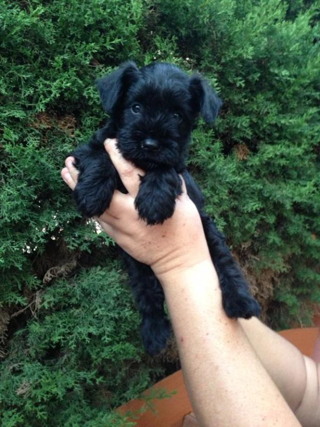 Schnauzer mini negros