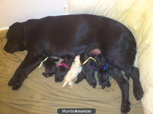 se venden excelente camada de labrador retriever