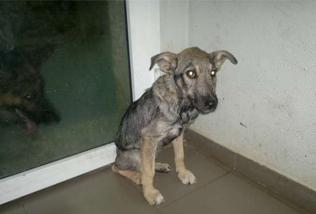 Adopta a Darky