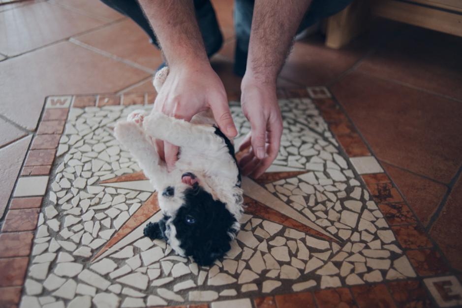 Cachorro de Perro de Agua Español para su hogar