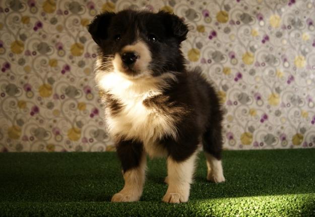 Cachorros de Border Collie, Cachorros de Excelente Calidad