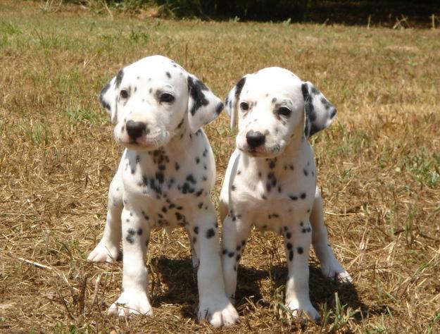 CACHORROS DE DALMATA EN BARCELONA