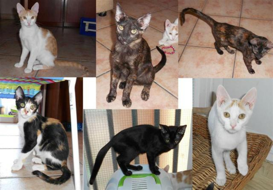 Gato. los peques de maria buscan hogar - madrid 	 me