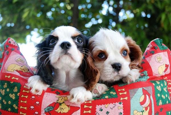 Los mejores cachorros de Cavalier, buen precio