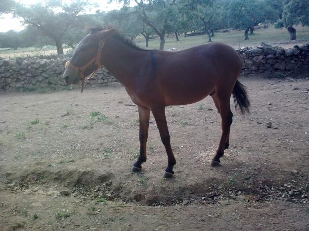 Vendo mulo. 20 meses de edad.