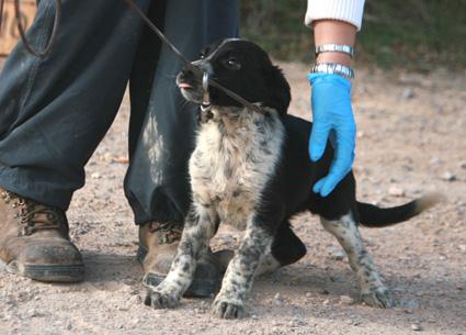 Xisca inocente cachorrita