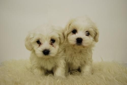 bichon maltes con tan solo dos meses de edad, llevatelo, muy blancos y cariñosos