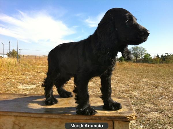 CACHORROS COCKER SPANIEL COLORES NEGRO Y CANELA