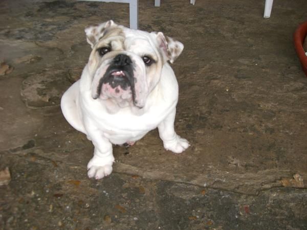 cachorros de bulldog ingles