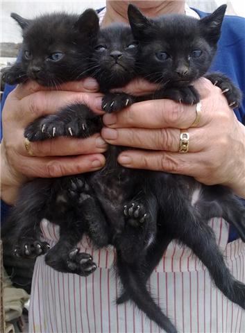 gatitos negros d 2 meses,adopcion