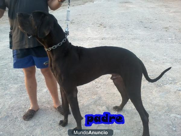 gran danes(dogo aleman) cachorros 5 machos y 3 hembras.