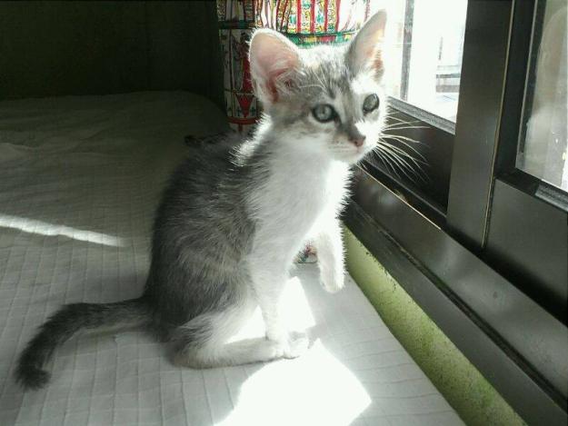 se da gatito en adopcion