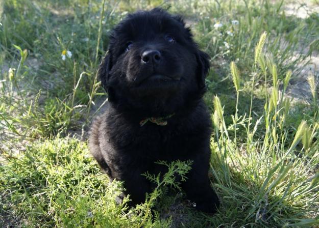 Terranova cachorros de calidad