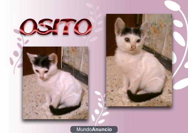 HERMOSO GATITO MACHO 2 MESES \' OSITO \'