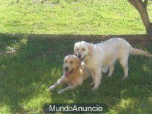 SE VENDE CAMADA DE GOLDEN RETRIEVER