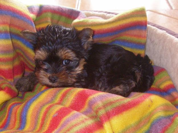 se vende yorkshire terrier mini.