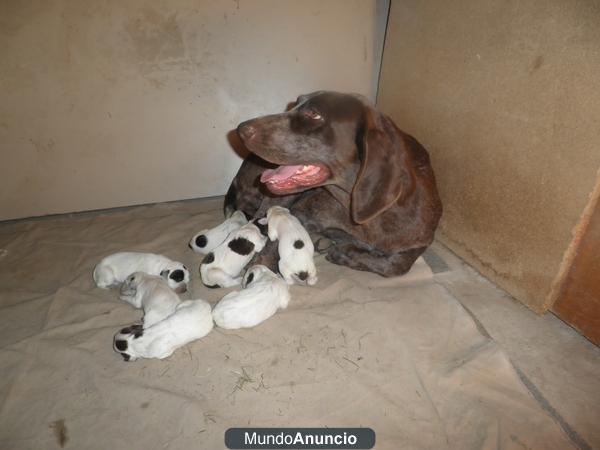 se venden cachorros de perdiguero de burgos