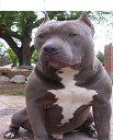 American bully. semental y cachorros