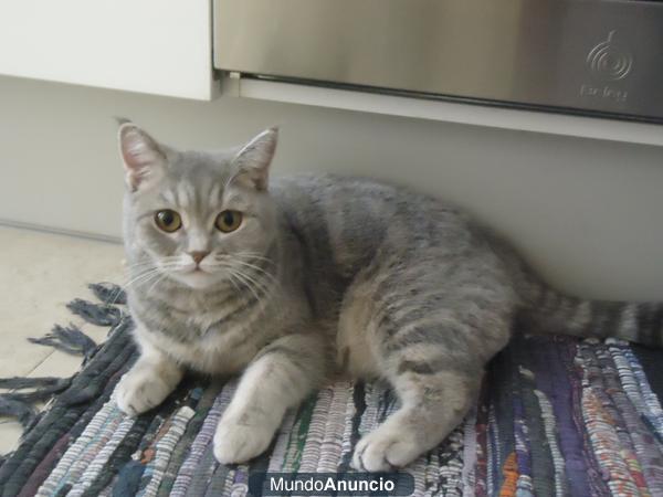 Apareo hembra british shorthair