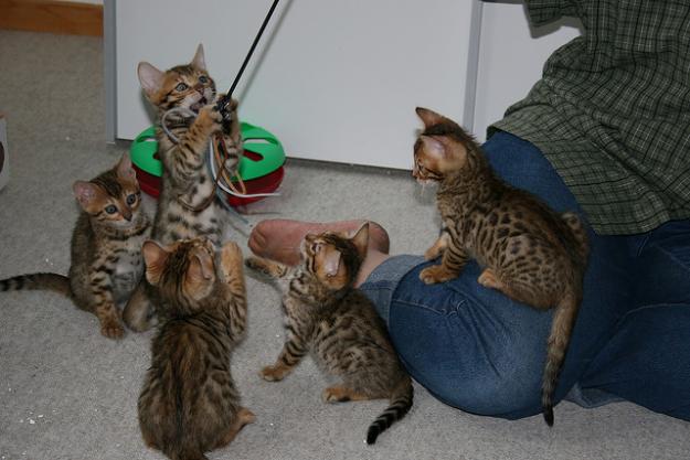 Bengala gatitos en adopción