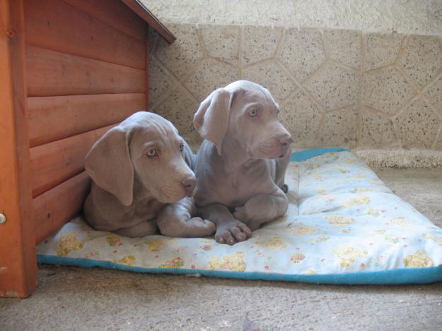 Cachorros bracos de weimar