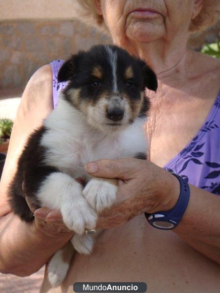 Cachorros Rough Collie