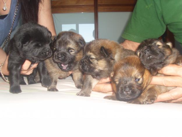 Excelentes cachorros de chow chow