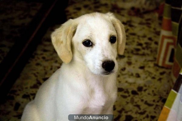 PRECIOSOS CACHORROS EN ADOPCION URGENTE!!!