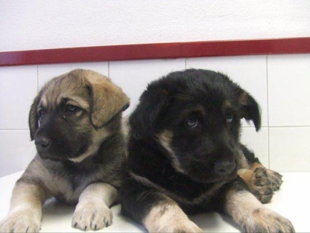 Regalo cachorros cruze, vacunados y desparasitados