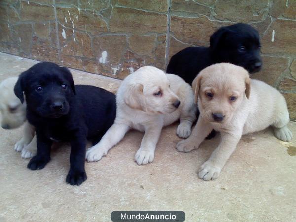 Vendo cachorros de labrador en negro y dorados con mes y medio