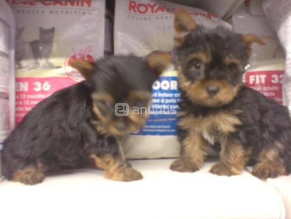 yorkshire terrier madrid