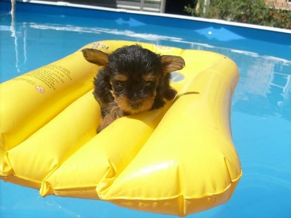 2 cachorras de yorkshire por 350 euros cada una