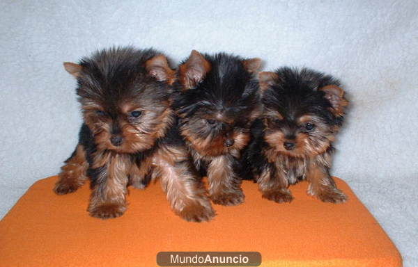 auntenticos yorkshire terrier enano con 2 meses de edad a 400e