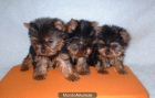 auntenticos yorkshire terrier enano con 2 meses de edad a 400e - mejor precio | unprecio.es