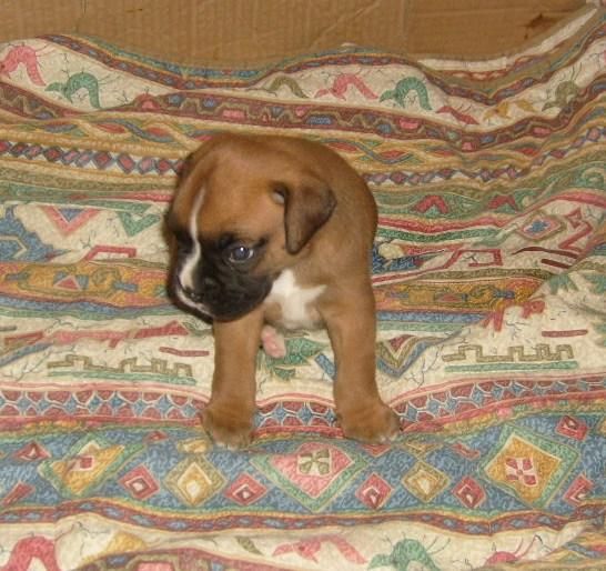 cachorrito boxer