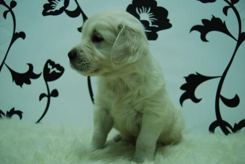 golden , cachorros en venta, con chip incorporado