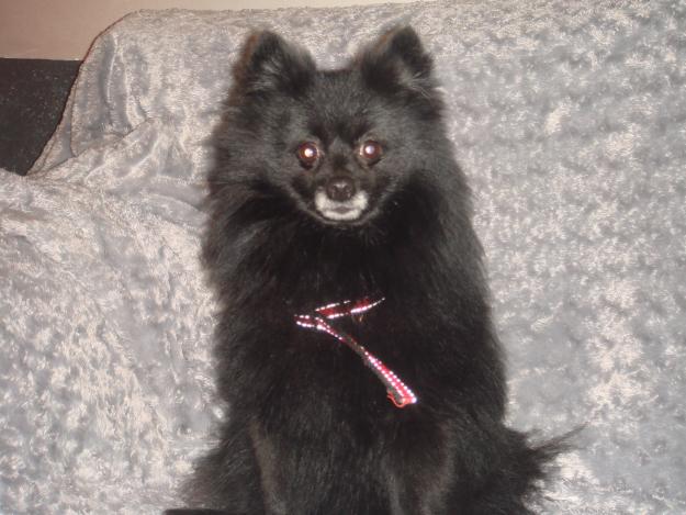 Lulu de Pomerania negro busca novia