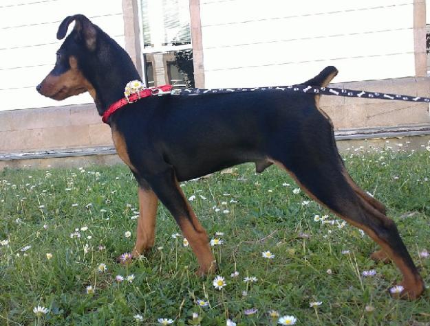 Pinscher macho para monta con Pedigree