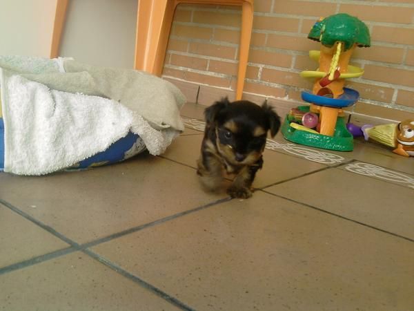 SE VENDE CACHORRO DE YORKSHIRE TERRIER