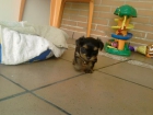 SE VENDE CACHORRO DE YORKSHIRE TERRIER - mejor precio | unprecio.es